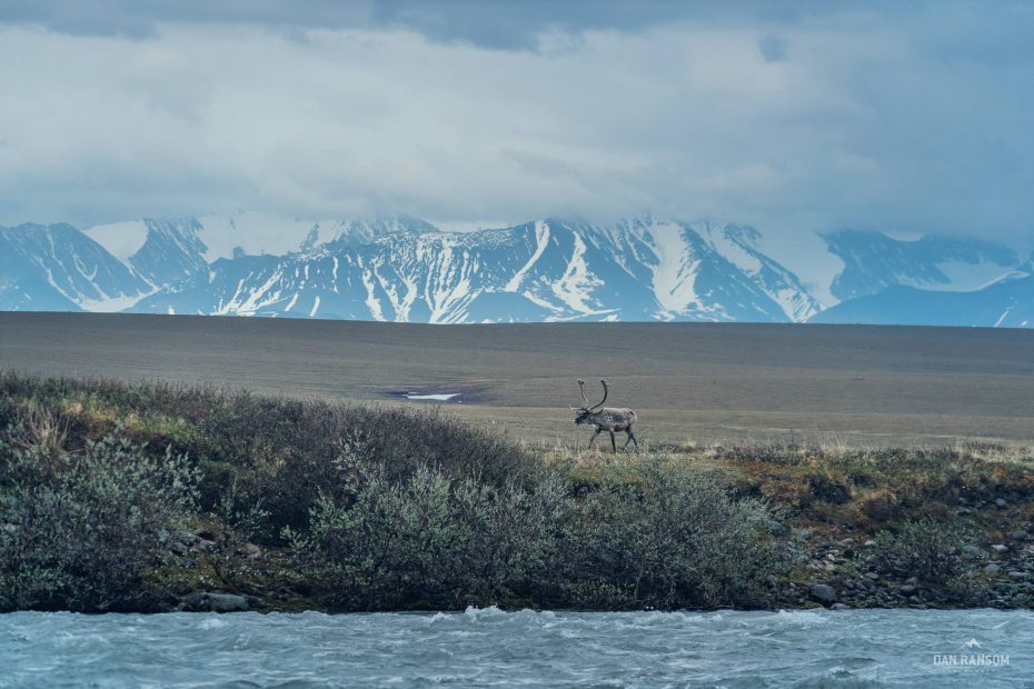 The "coastal plain" in question in ANWR. A caribou stands over the Hula Hula river.