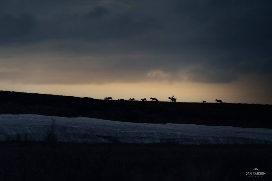 Caribou on the horizon in the Coastal Plain. Photo Dan Ransom.